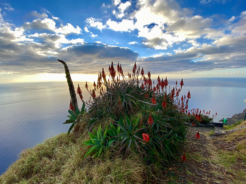 Wanderung mit Meerblick und faszinierenden Pflanzen bieten die besten Workation-Angebote auf Madeira